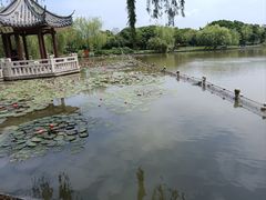-江心屿景区