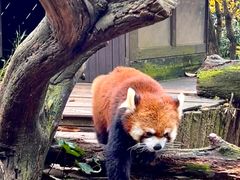 -云南野生动物园