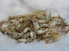 -川骄海鲜自助(河东店)