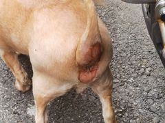 -爱侣宠医·鹦鹉专科·小型哺乳类·异宠专科(灵石路店)