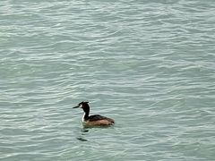 -观澜小洱海