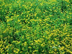 -天津东丽湖风景区