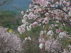 -天适樱花悠乐园