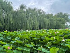 -莲花池公园