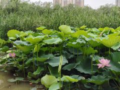 -前关湿地公园