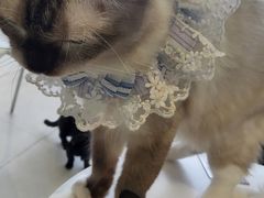 -怪兽屋·羊驼·猫咖·狗咖(俊华广场店)