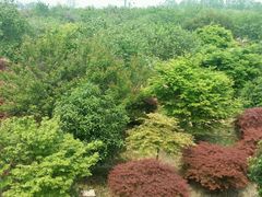 -天王浮山樱花园