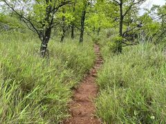 -长虫山生态公园风景林