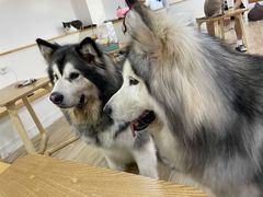 -李小姐の猫咖啡馆(五角场店)