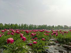 -扬州芍药园(仪征市)