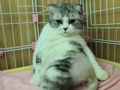 -瑞鹏宠物医院·夜间急症·心超·猫科(祖庙分店)