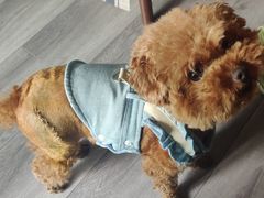 -伟伟宠物医院·CT影像中心·瑞派犬猫综合性门诊(汉口总院)