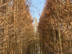 -桤木河湿地公园