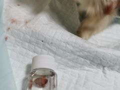 -乐派堂宠物医院·猫友好· 心脏科(东街店)