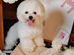 -读宠于你·约克夏比熊·睫角守宫·爬宠售卖(高新店)