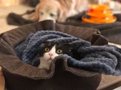-Bastet sally猫舍购宠(静安店)