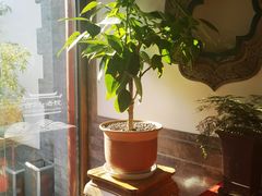 -北京古城老院厉晓麟精致菜