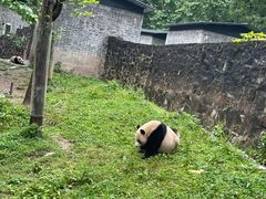 -都江堰中华大熊猫苑