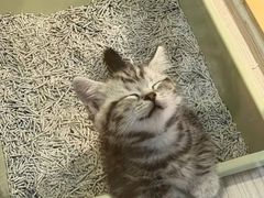 -屋虎猫馆(宝安大仟里店)