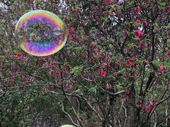 -南国桃园旅游度假区