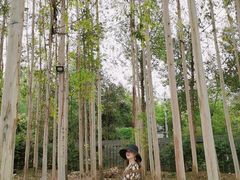 -桉树林A coffee 森林餐厅(三圣乡店)