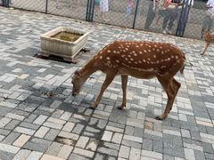 -长白岛森林公园