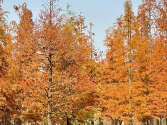 -白鹭湾湿地公园