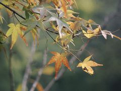 -上海共青森林公园