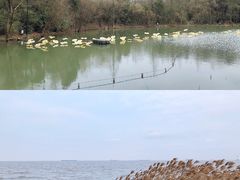 -上海吴淞炮台湾国家湿地公园