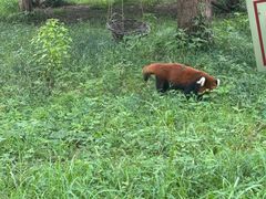 -合肥野生动物园