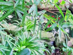 -谷咖啡·鲜花绿植花园餐厅