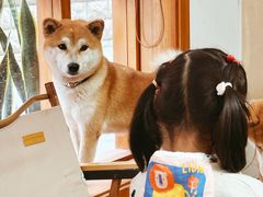 -是阿柴呀！柴犬咖啡·爱喵喵猫咖