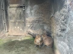 -成都动物园