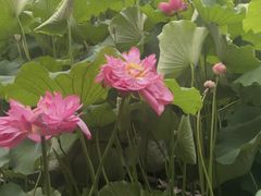 -黄兴公园