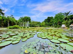 -中国科学院西双版纳热带植物园