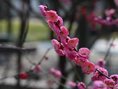 -苏州公园(双塔街道)