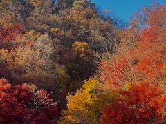 -天女山森林公园