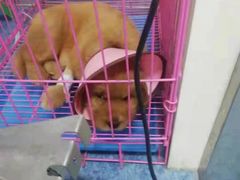 -A猫a狗全科·犬猫异宠·芥西宠物医院(南开总院)