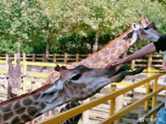 -西霞口神雕山野生动物世界