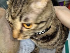 -伟伟宠物医院·CT影像中心·瑞派犬猫综合性门诊(汉口总院)