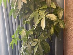 -富淳饭店(世纪公园店)