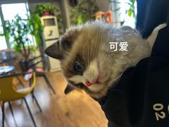 -东方名猫馆·英短金渐层布偶猫舍(环线广场1号楼店)