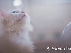 -飞行喵MR PILOT|猫舍·猫咖(静安大融城店)