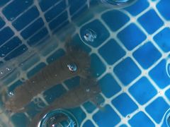 -宾朋海鲜特色美食餐厅·纯手工鲅鱼水饺(兴海路店)