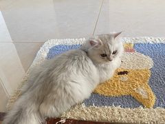 -宠爱国际动物医院· 猫科· 外科·中兽医(长白店)