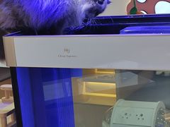 -喵园·猫主题咖啡厅·撸猫·猫咖(国贸店)