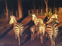 -清迈夜间动物园