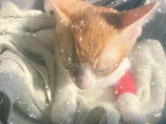 -爱侣宠医·鹦鹉专科·小型哺乳类·异宠专科(灵石路店)