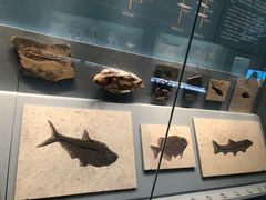 -湖南省地质博物馆