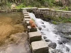 -阳台山自然风景区